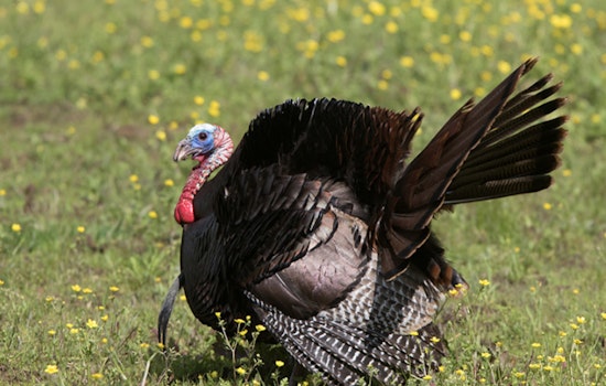 Tennessee's 2024 Spring Turkey Season Sees Minor Harvest Decline, TWRA Reports