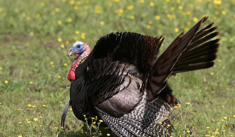 Tennessee's 2024 Spring Turkey Season Sees Minor Harvest Decline, TWRA Reports