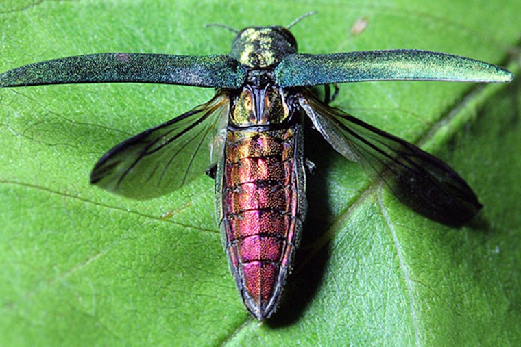Texas Ash Trees Threatened as Invasive Emerald Ash Borer Beetle Advances Southward