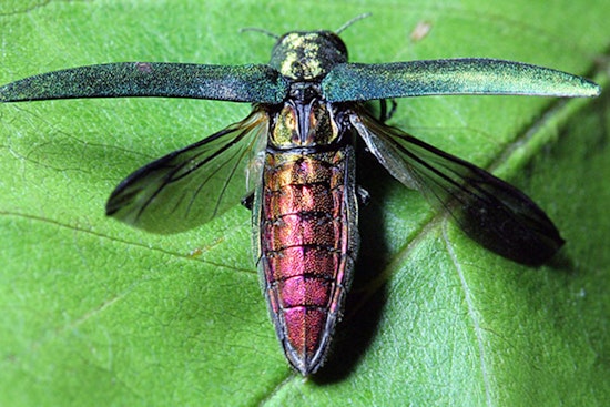 Texas Ash Trees Threatened as Invasive Emerald Ash Borer Beetle Advances Southward