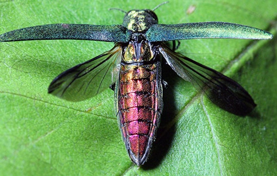 Texas Ash Trees Threatened as Invasive Emerald Ash Borer Beetle Advances Southward