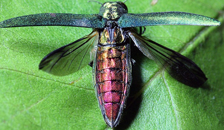Texas Ash Trees Threatened as Invasive Emerald Ash Borer Beetle Advances Southward