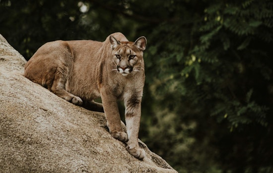 Texas Bans Canned Mountain Lion Hunts and Introduces New Trapping Standards