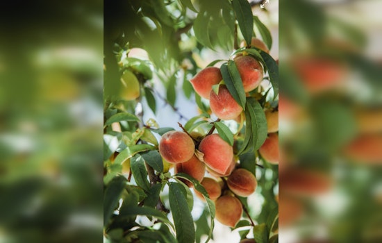 Texas Hill Country's Bumper Peach Season Begins in Fredericksburg and Stonewall