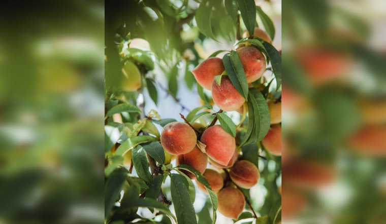 Texas Hill Country's Bumper Peach Season Begins in Fredericksburg and Stonewall