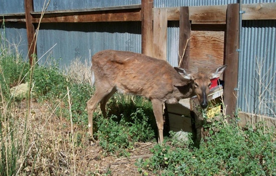 Texas Parks and Wildlife Eases CWD Regulations, Transitions to Voluntary Testing for Hunters