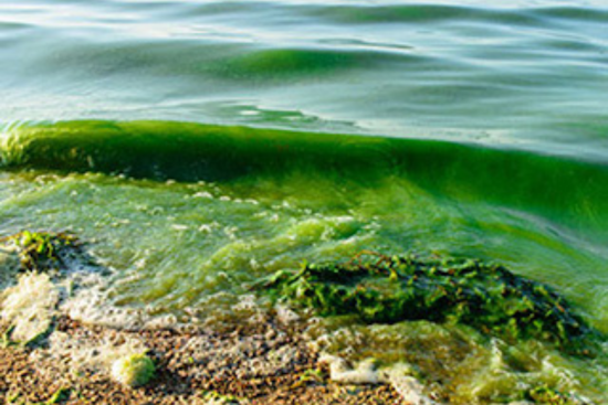 University of Michigan Receives $6.5M Grant to Explore Climate Change and Algal Bloom Link in Great Lakes