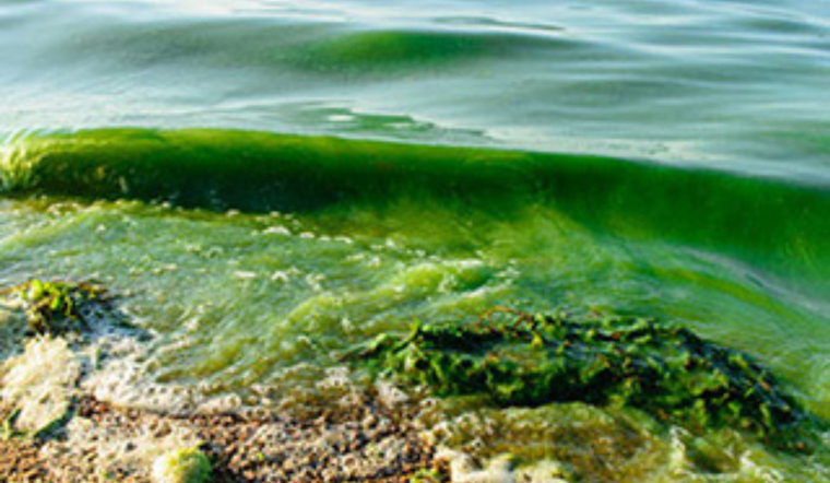 University of Michigan Receives $6.5M Grant to Explore Climate Change and Algal Bloom Link in Great Lakes