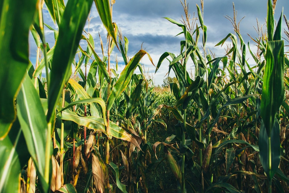 University of Minnesota Researchers Pioneer Field Research on Corn Tar Spot Disease