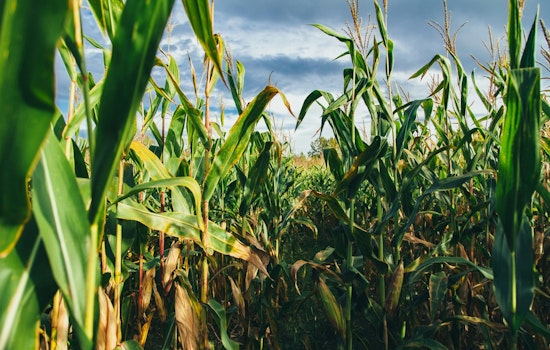 University of Minnesota Researchers Pioneer Field Research on Corn Tar Spot Disease