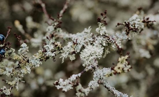University of Minnesota Study Uncovers Vulnerability of Lichen Symbiosis to Climate Change
