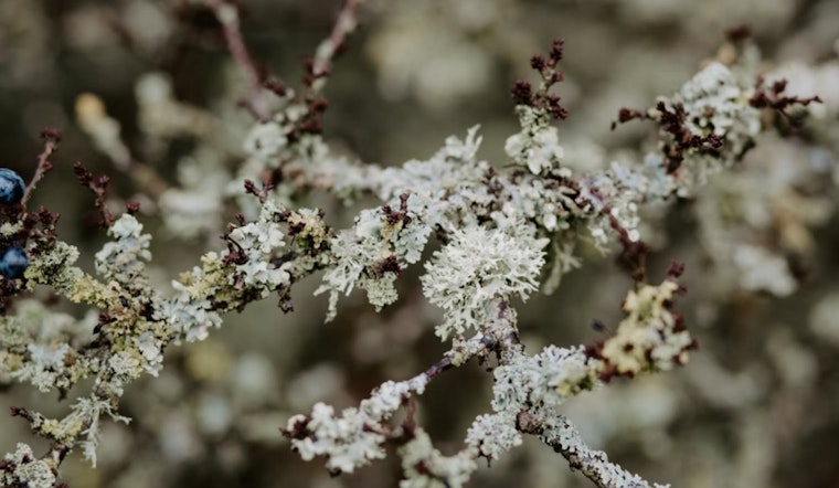 University of Minnesota Study Uncovers Vulnerability of Lichen Symbiosis to Climate Change