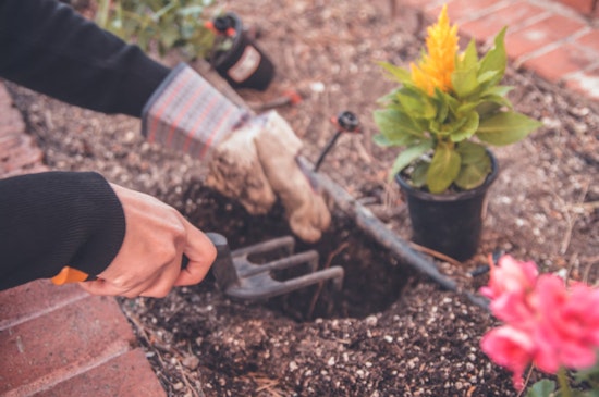 Valley Gardeners Cultivate Resilient Edens Amidst Arizona's Intense Heat