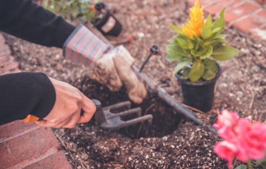 Valley Gardeners Cultivate Resilient Edens Amidst Arizona's Intense Heat