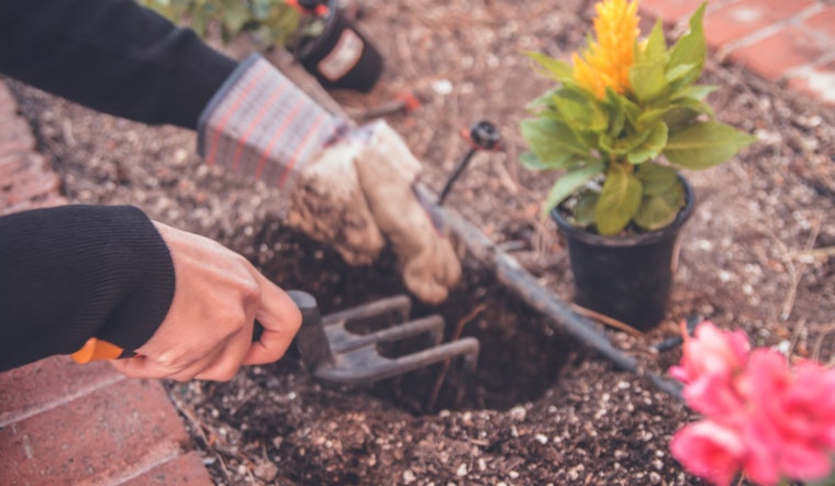 Valley Gardeners Cultivate Resilient Edens Amidst Arizona's Intense Heat