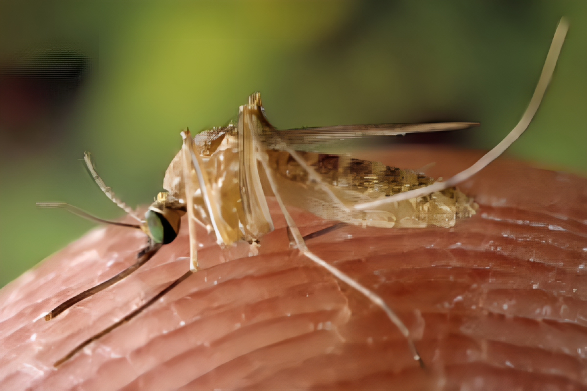 West Nile Virus Detected In Mosquitoes Across Illinois Health