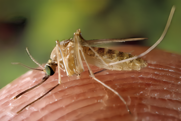 West Nile Virus Detected in Mosquitoes Across Illinois, Health Officials Urge Precautions