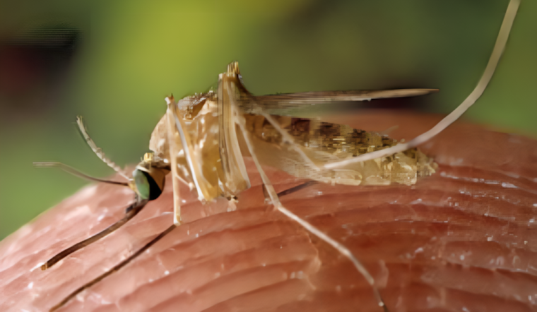 West Nile Virus Detected in Mosquitoes Across Illinois, Health Officials Urge Precautions