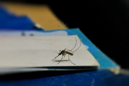 West Nile Virus Detected in Rayon City Mosquitoes, Health Department Urges Precautionary Measures
