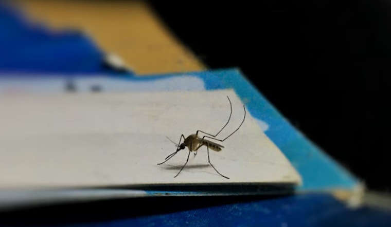 West Nile Virus Detected in Rayon City Mosquitoes, Health Department Urges Precautionary Measures