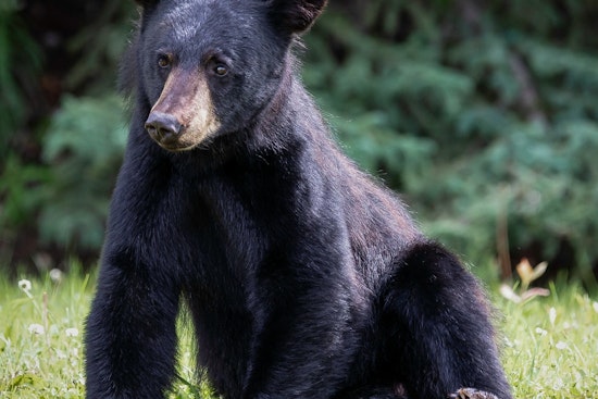 Young Black Bear Captured and Relocated After Stirring Excitement in Worcester Neighborhood Near Clark University