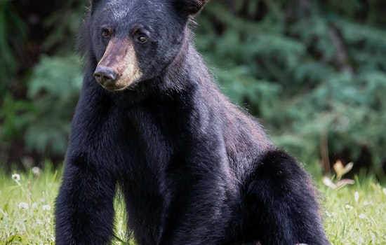 Young Black Bear Captured and Relocated After Stirring Excitement in Worcester Neighborhood Near Clark University