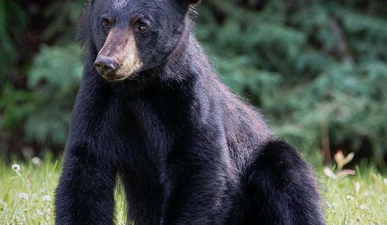 Young Black Bear Captured and Relocated After Stirring Excitement in Worcester Neighborhood Near Clark University