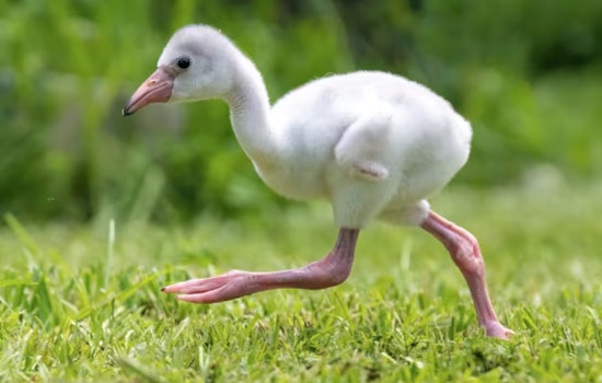 Zoo Miami Welcomes New Caribbean Flamingo Chick, Symbolizing Species' Resurgence in Florida