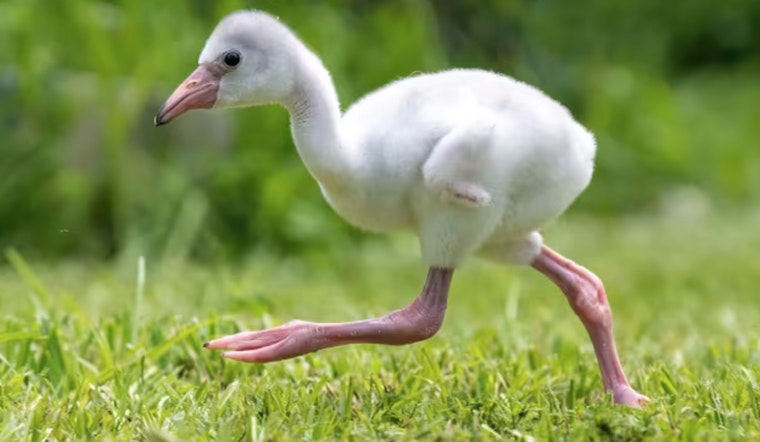 Zoo Miami Welcomes New Caribbean Flamingo Chick, Symbolizing Species' Resurgence in Florida
