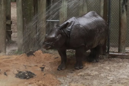 ZooTampa Animals Beat the Heat with Frozen Treats and Bubble Baths Amidst Florida's Summer Scorcher