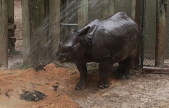 ZooTampa Animals Beat the Heat with Frozen Treats and Bubble Baths Amidst Florida's Summer Scorcher