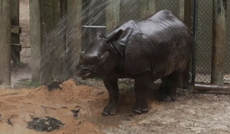 ZooTampa Animals Beat the Heat with Frozen Treats and Bubble Baths Amidst Florida's Summer Scorcher