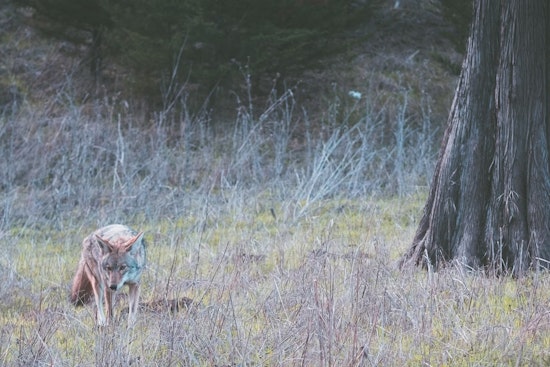 Three Golden Gate Park Coyotes Euthanized After Child Bitten at SF Botanical Garden