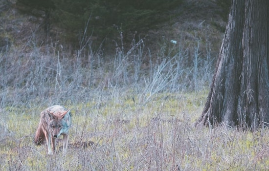 Three Golden Gate Park Coyotes Euthanized After Child Bitten at SF Botanical Garden