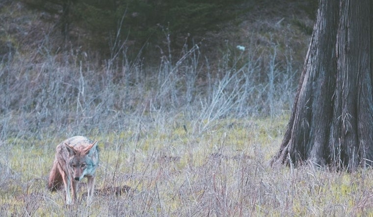 Three Golden Gate Park Coyotes Euthanized After Child Bitten at SF Botanical Garden