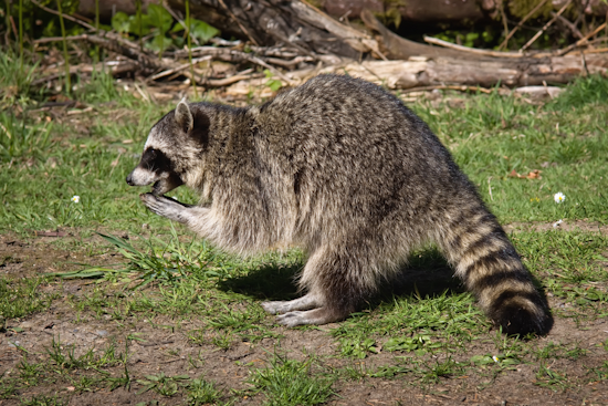 Allegheny County Launches Annual Raccoon Rabies Vaccination Initiative on August 1st