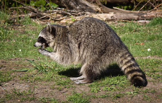 Allegheny County Launches Annual Raccoon Rabies Vaccination Initiative on August 1st