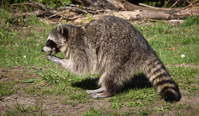 Allegheny County Launches Annual Raccoon Rabies Vaccination Initiative on August 1st