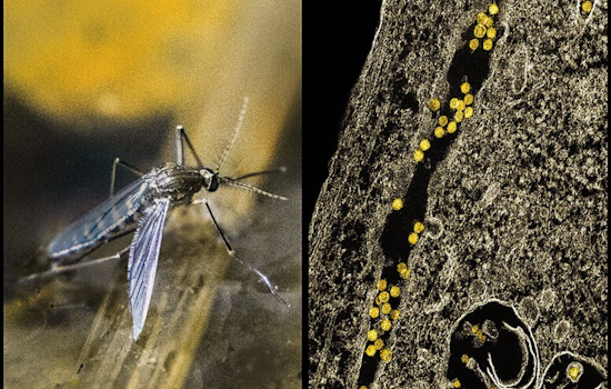Arlington and Pantego Gear Up for West Nile Virus Battle with Targeted Mosquito Spraying Campaign