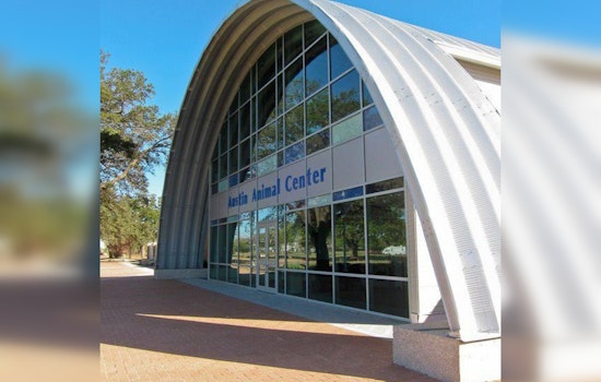 Austin Animal Center Halts Intake Amid Capacity Crisis, Urgent Adoption Plea Issued