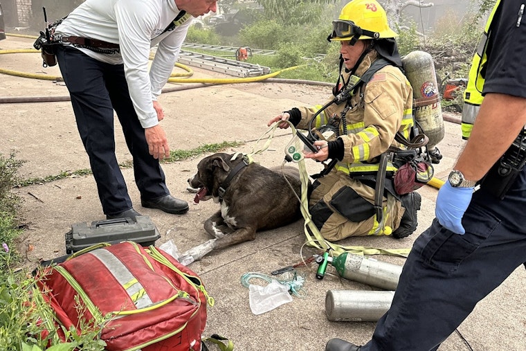 Austin Firefighters Heroically Rescue Dogs from North Austin Garage Blaze