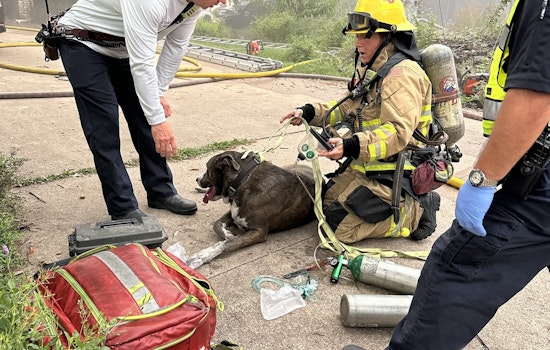 Austin Firefighters Heroically Rescue Dogs from North Austin Garage Blaze