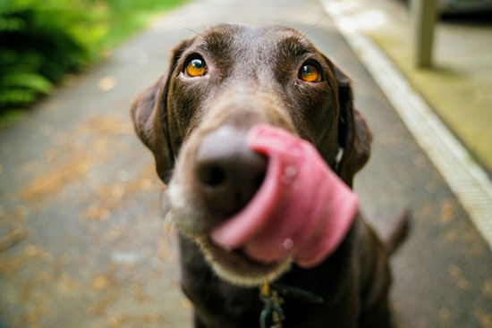 Austin Humane Society Appeals for Community Aid in Wake of Hurricane Beryl to Support Scores of Evacuated Pets