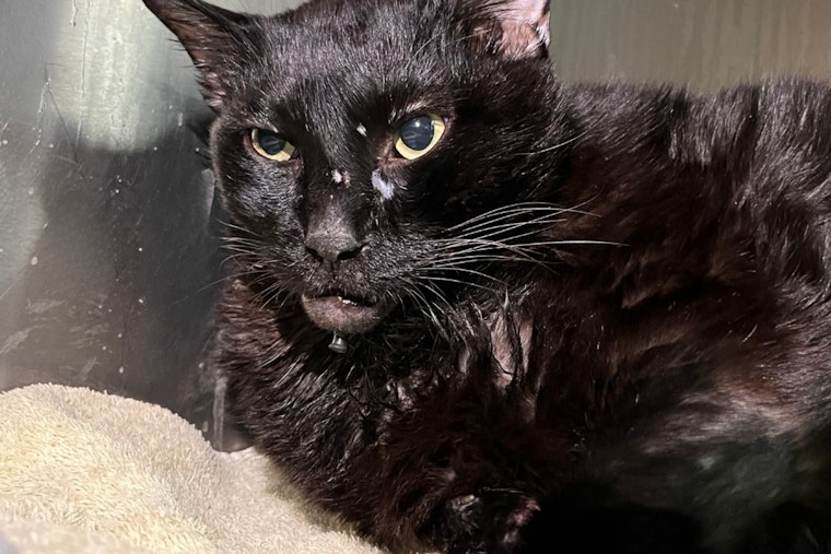 Austin Pets Alive! Seeks $24,000 for Medical Care of Animals, Including 27-Pound Cat Tanglewood