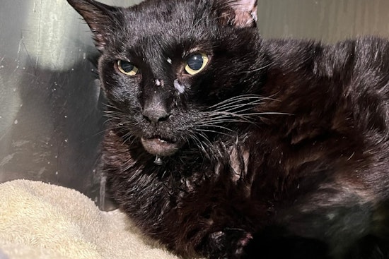 Austin Pets Alive! Seeks $24,000 for Medical Care of Animals, Including 27-Pound Cat Tanglewood