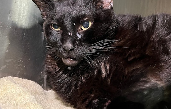 Austin Pets Alive! Seeks $24,000 for Medical Care of Animals, Including 27-Pound Cat Tanglewood