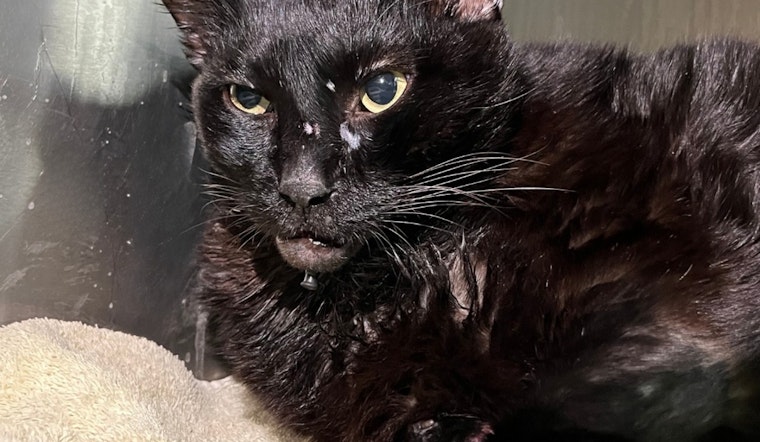 Austin Pets Alive! Seeks $24,000 for Medical Care of Animals, Including 27-Pound Cat Tanglewood