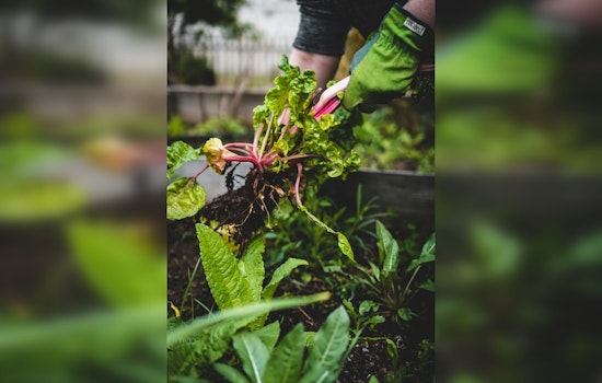 Austin Poised to Vote on Pioneering Regional Food Plan Amid Budget Challenges