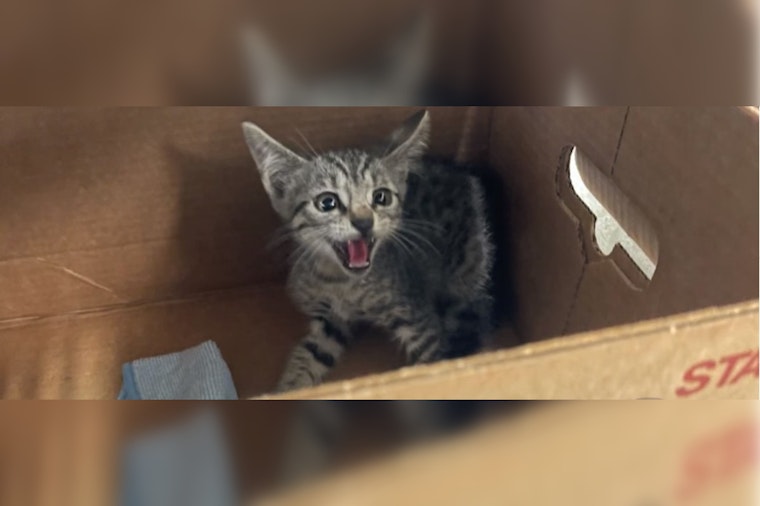 Austin Police Officer's Early Morning Rescue Saves Stranded Kitten from Busy Roadway