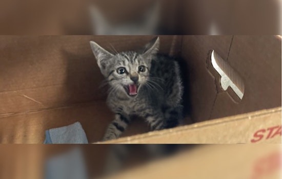 Austin Police Officer's Early Morning Rescue Saves Stranded Kitten from Busy Roadway